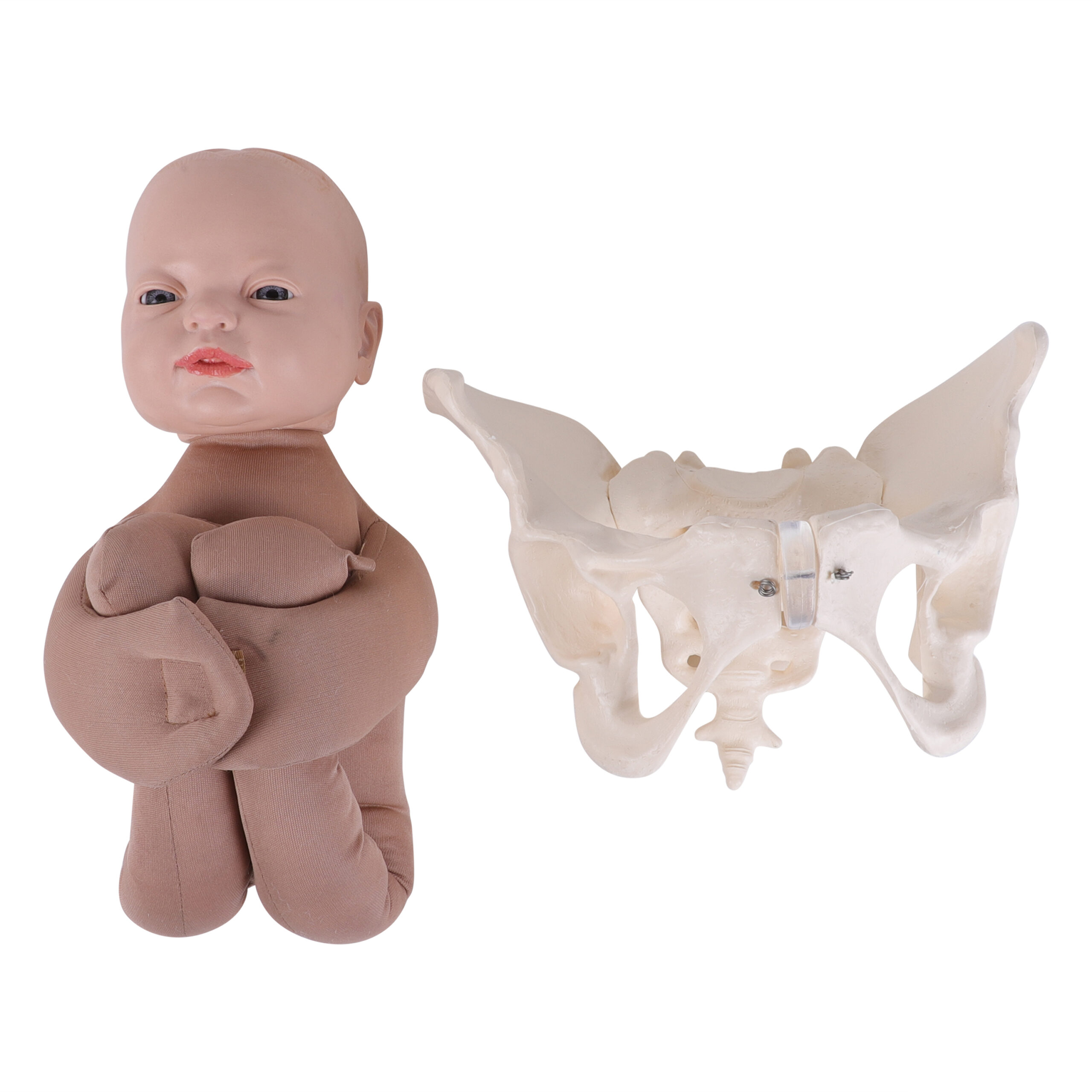 Kki Baby With Pelvis Anatomical Model Kay Kay Industries