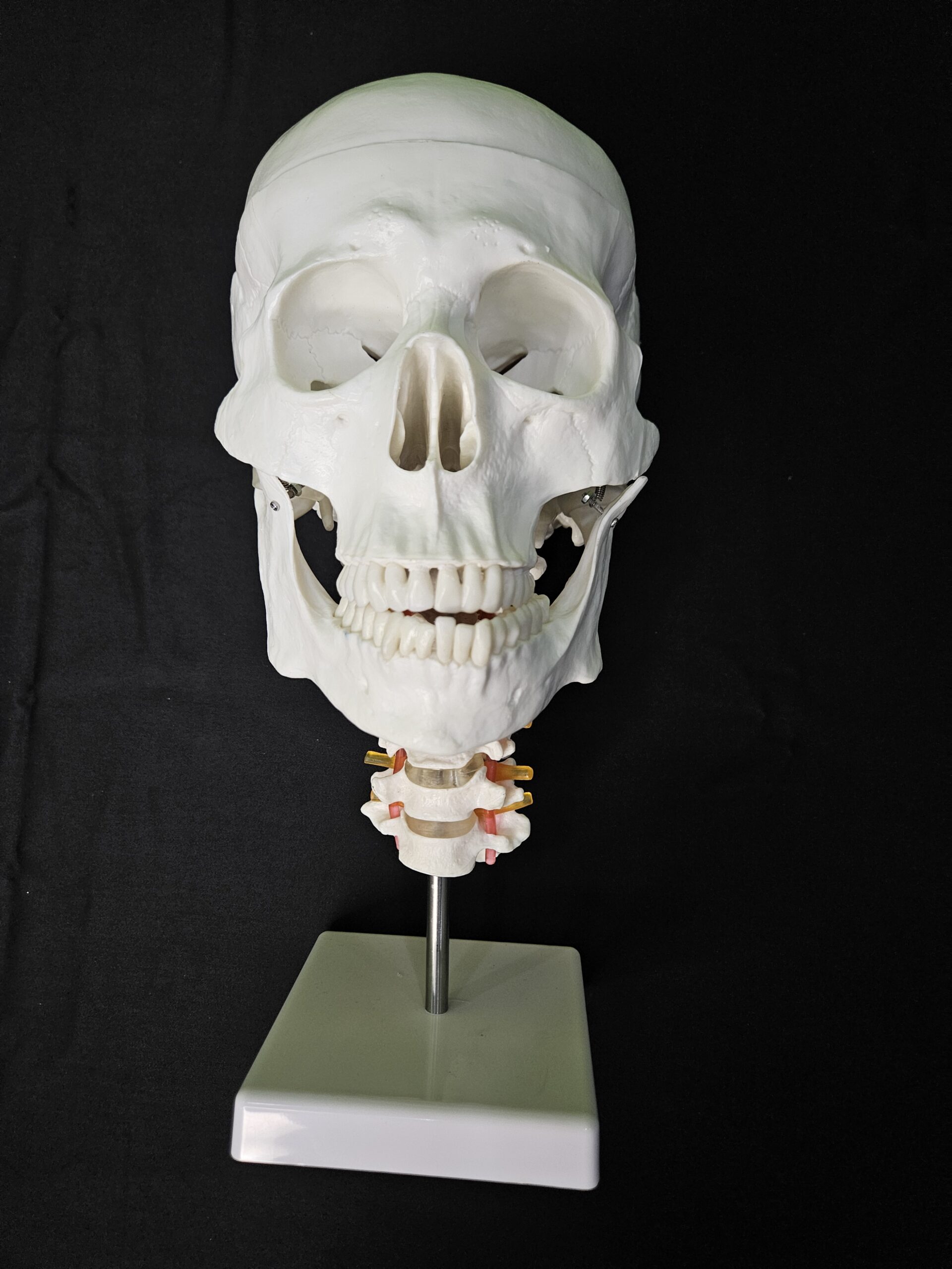 human skull with cervical spine