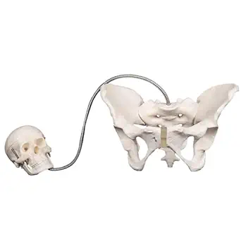 FEMALE PELVIS AND FETAL SKULL