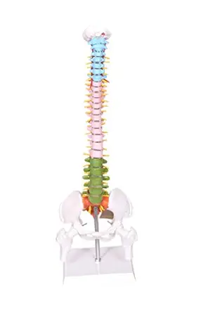mini human spine model