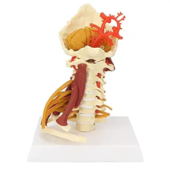 KKI-Deluxe Cervical Model