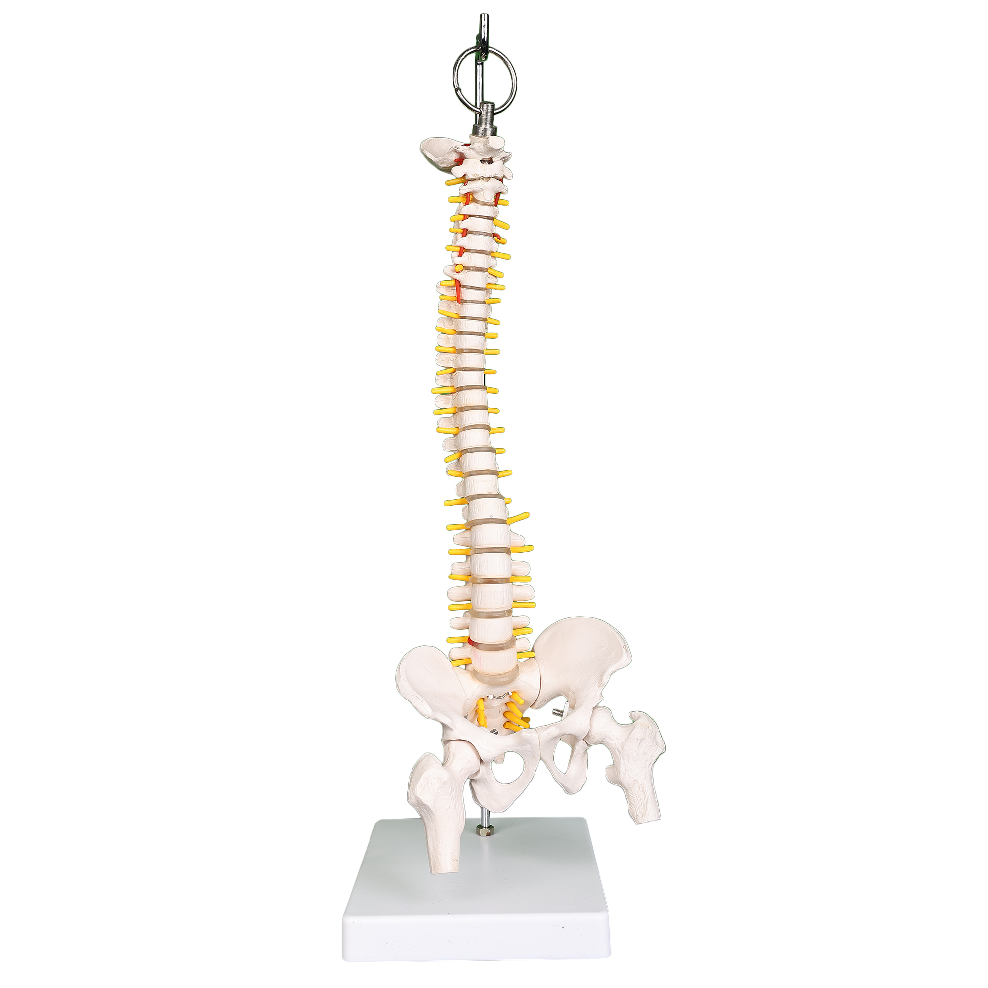 flexible mini human spine model