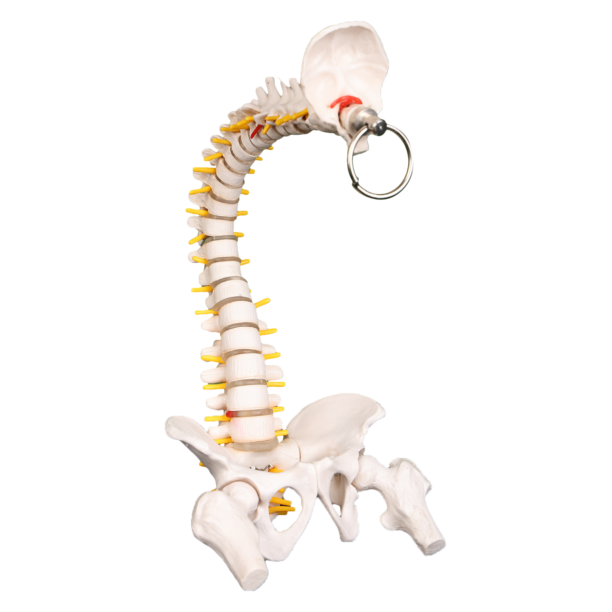 human mini flexible spine model