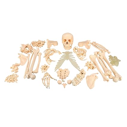 disarticulated human skeleton