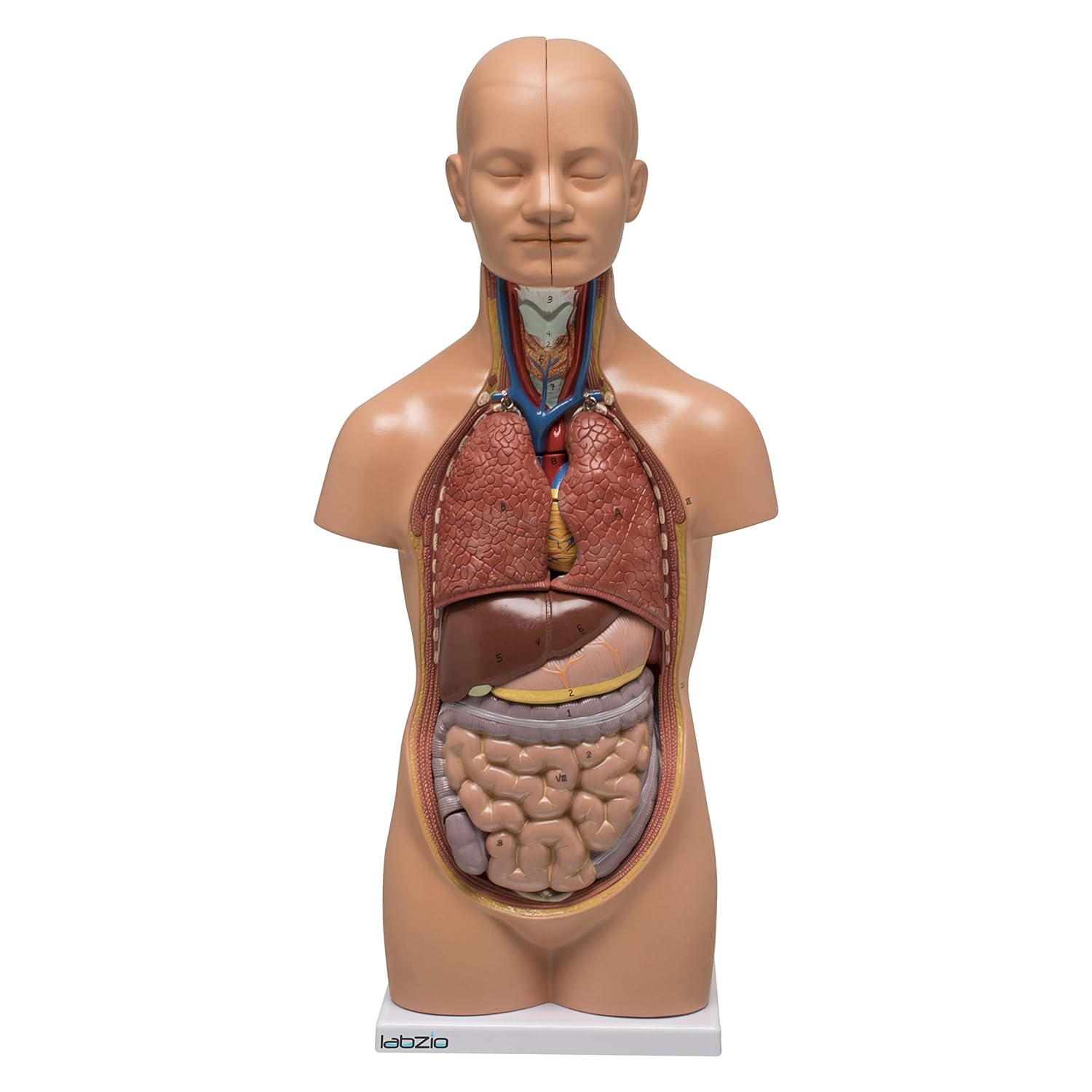Human torso model with body parts