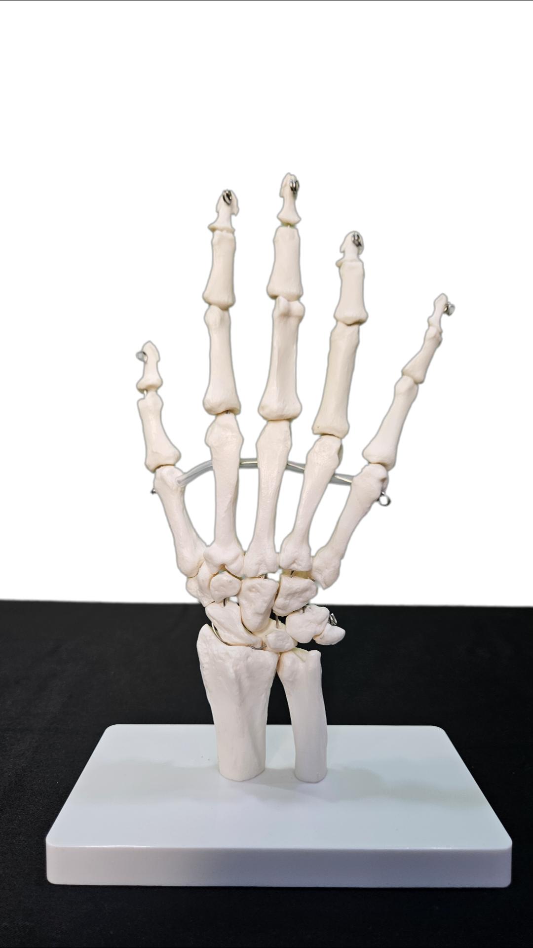 Human Hand Joint Set