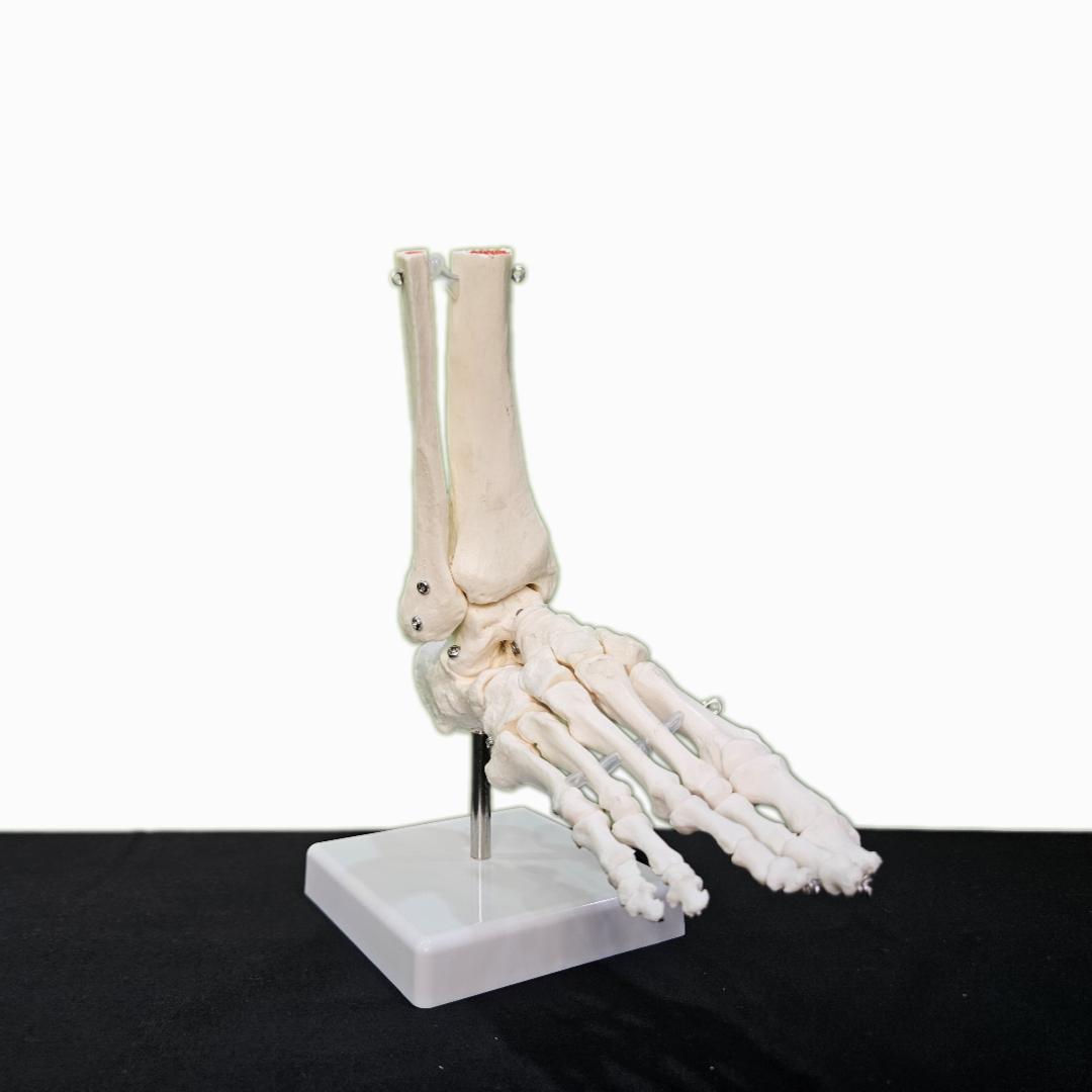 Human Foot Joint Model