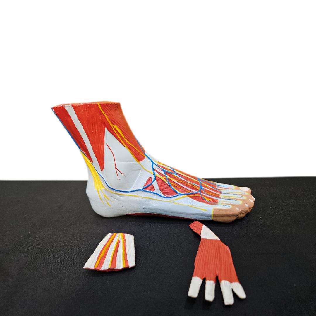 Human foot model