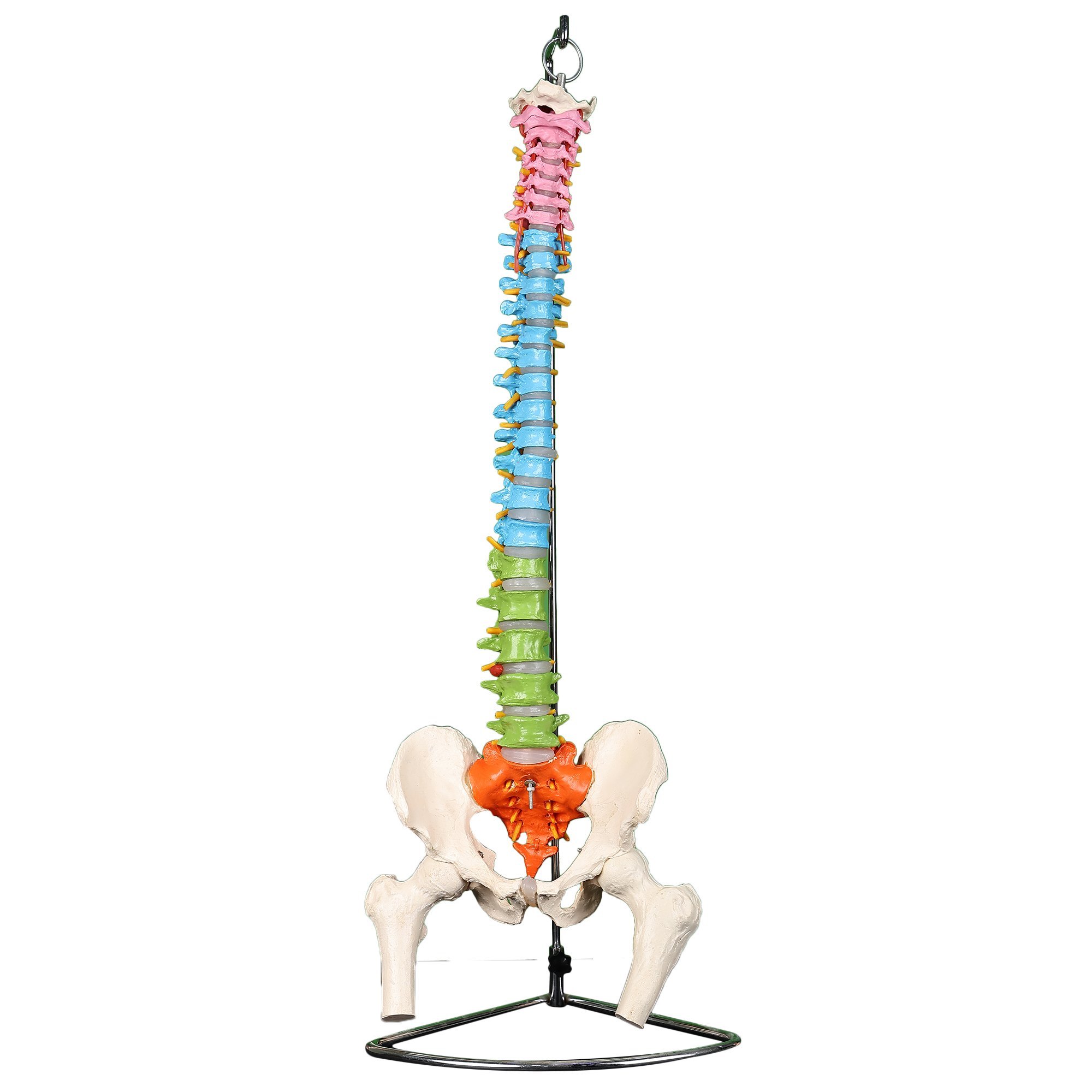 colored detailed life size spine model