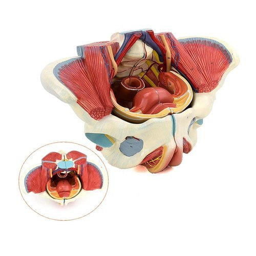 Female Pelvis with Muscles, Organs and Nerves Model