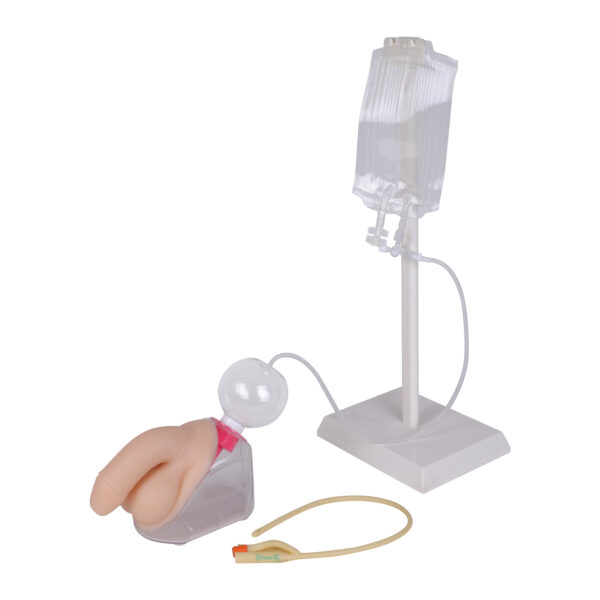 Dressed Male Catheterization Model
