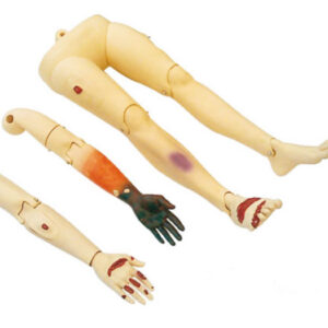 Trauma Limbs model