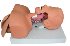 Trachea Intubation Training Model