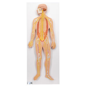 Nervous System Model