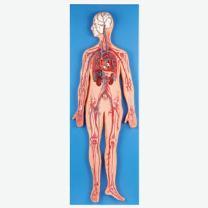 A16001 Circulatory System Model