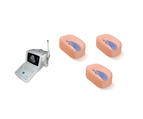 Gallbladder Ultrasound Examination Training Model