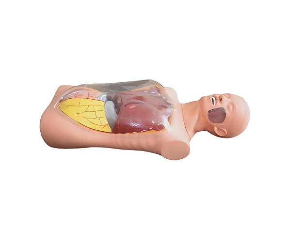 H-0003 Transparent Gastric Lavage Simulator