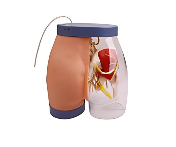 Buttocks Intramuscular Injection and Contrastive Model Buttocks Intramuscular Injection and Contrastive Model