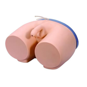 Male Catheterization Model