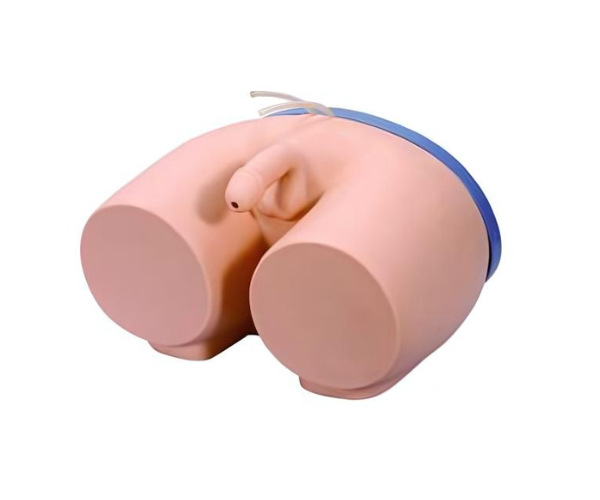 Male Catheterization Model Male Catheterization Model
