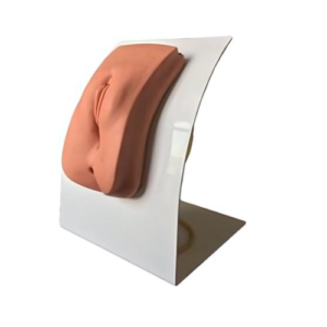 Female Catheterization Model