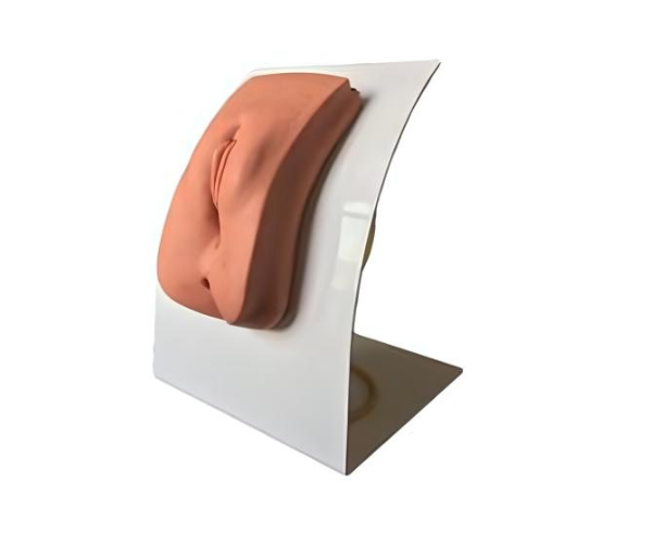 Female Catheterization Model Female Catheterization Model