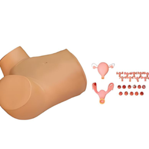 Gynecological Training Model