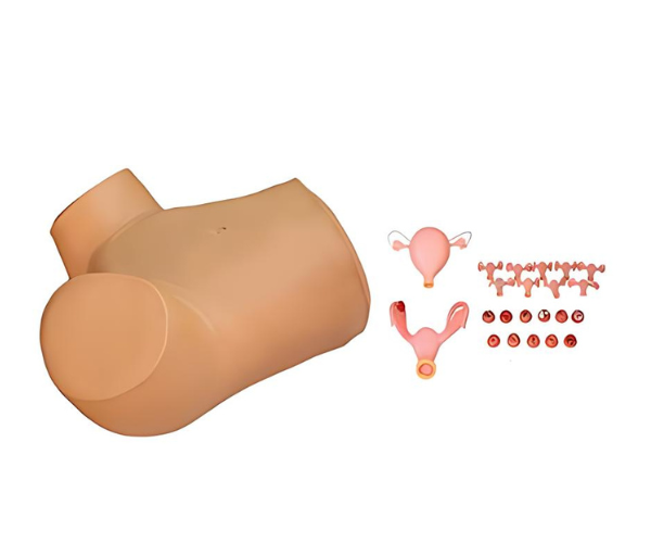 Gynecological Training Model Gynecological Training Model