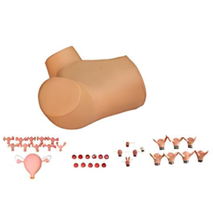 Gynecological Examination Model