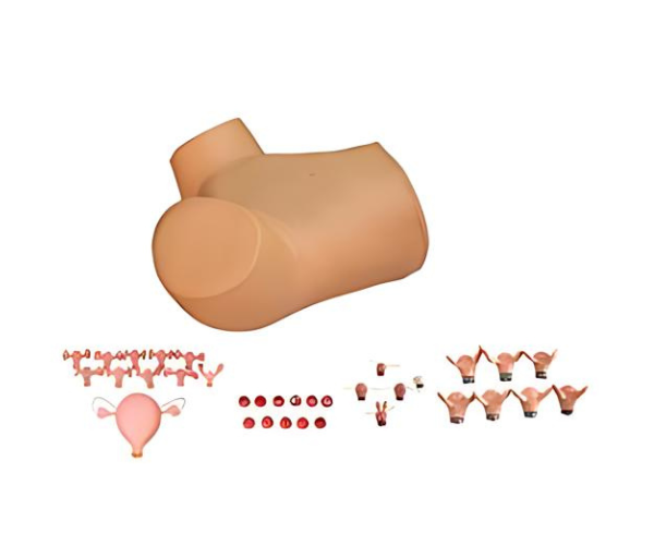 Gynecological Examination Model Gynecological Examination Model