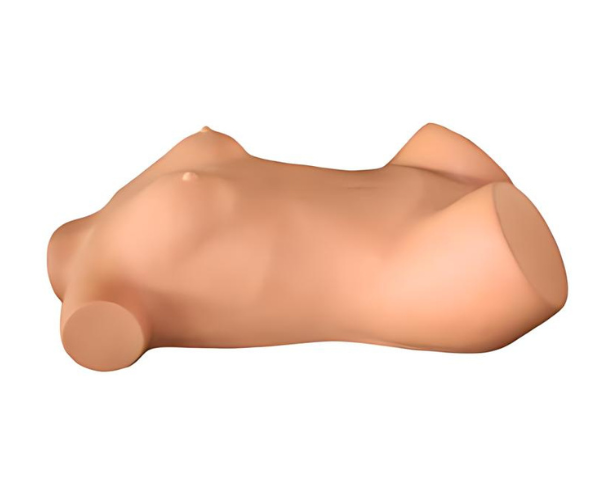 Comprehensive Gynecological Examination Torso Comprehensive Gynecological Examination Torso