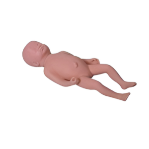 One month Baby anatomy model