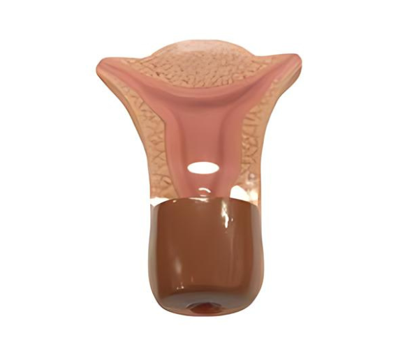 IUD Training Simulator IUD Training Simulator