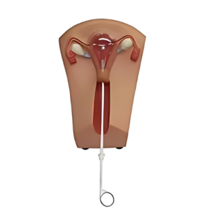 IUD Training Model