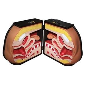 Contraception Guidance Model