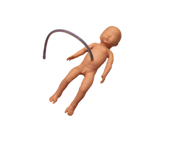 Neonatal Umbilical Cord Intubation Model Neonatal Umbilical Cord Intubation Model