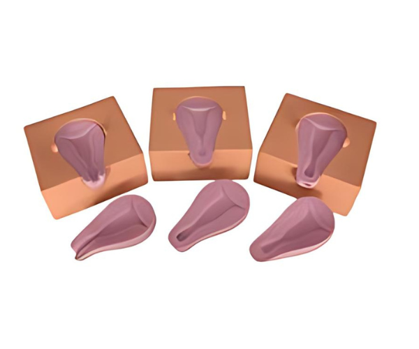 Artificial Abortion Simulated Uterus Artificial Abortion Simulated Uterus
