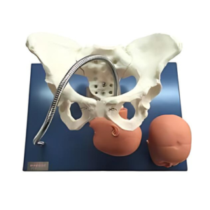 KKI/F-0011 Pelvis with Fetal Heads Model