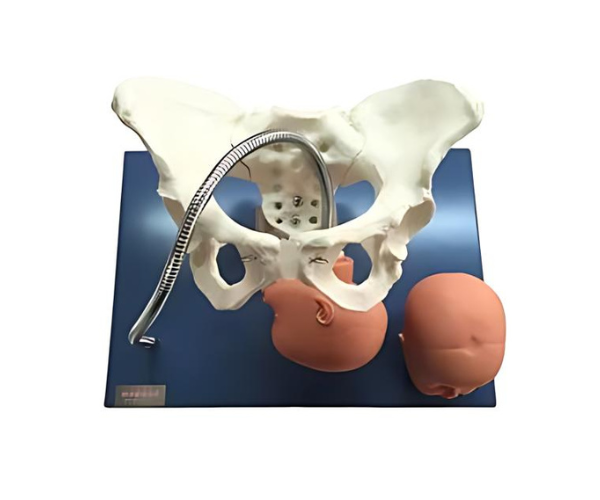 KKI/F-0011 Pelvis with Fetal Heads Model KKI/F-0011 Pelvis with Fetal Heads Model