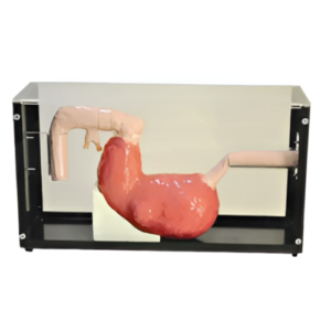 Gastroscope & ERCP Training Model