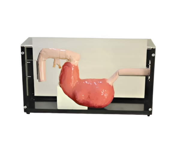 Gastroscope & ERCP Training Model Gastroscope & ERCP Training Model