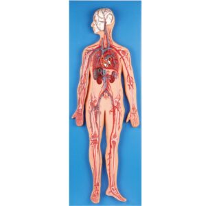 Circulatory System Model