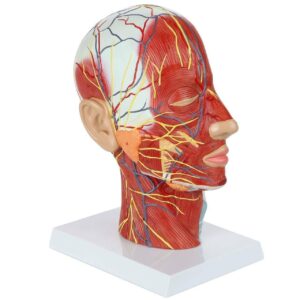 Half Head Model With Nerves and Vessels