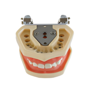 Standard Teeth Model with Nuts Fixation